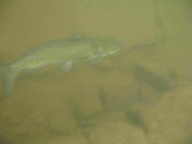 Scuba Table Rock 123.jpg